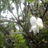 <i>Strobilanthes viscosa</i>  (Arn. ex Nees) T.Anderson